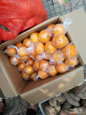 臍橙湖南邵陽新寧縣_批發(fā)_供應-一畝田農業(yè)網_專業(yè)的農產品信息商務平臺